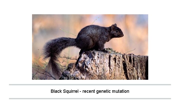 Black Squirrel - recent genetic mutation 