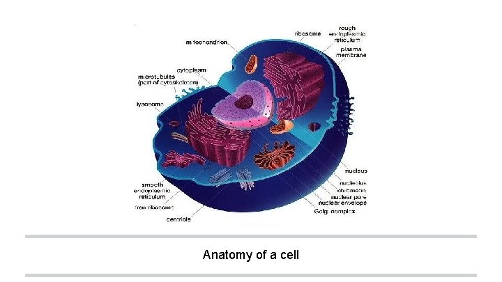 Anatomy of a cell 