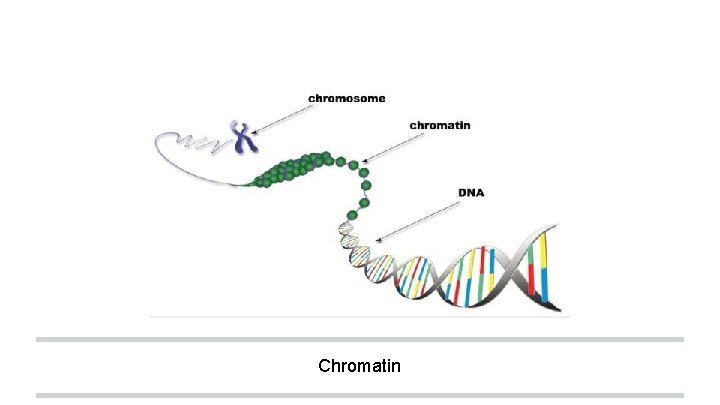 Chromatin 
