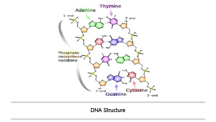 DNA Structure 