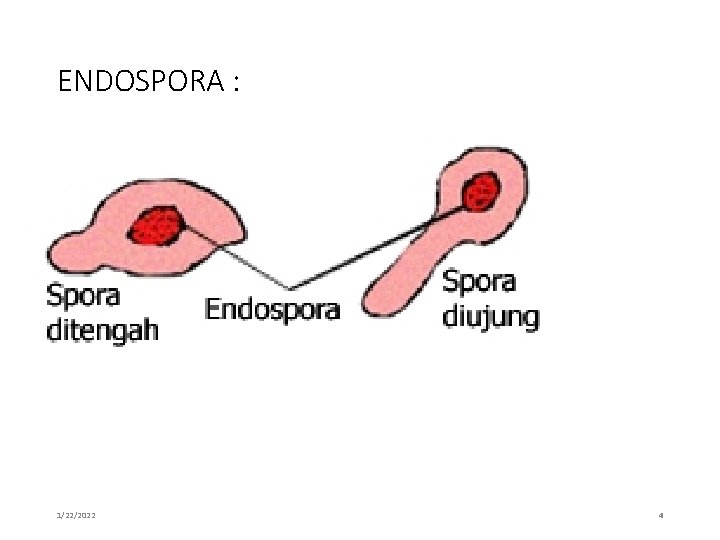 ENDOSPORA : 1/22/2022 4 