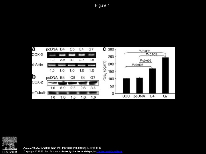 Figure 1 J Invest Dermatol 2006 1261143 -1151 DOI: (10. 1038/sj. jid. 5700191) Copyright