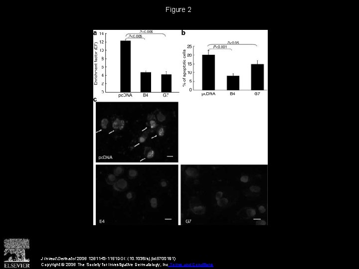 Figure 2 J Invest Dermatol 2006 1261143 -1151 DOI: (10. 1038/sj. jid. 5700191) Copyright