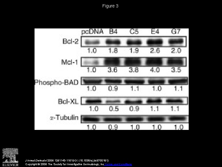 Figure 3 J Invest Dermatol 2006 1261143 -1151 DOI: (10. 1038/sj. jid. 5700191) Copyright