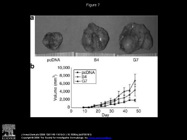 Figure 7 J Invest Dermatol 2006 1261143 -1151 DOI: (10. 1038/sj. jid. 5700191) Copyright