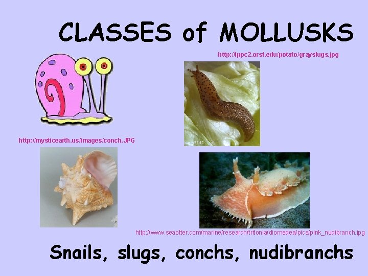 CLASSES of MOLLUSKS http: //ippc 2. orst. edu/potato/grayslugs. jpg http: //mysticearth. us/images/conch. JPG http: