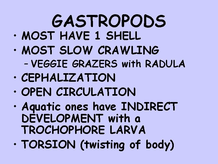 GASTROPODS • MOST HAVE 1 SHELL • MOST SLOW CRAWLING – VEGGIE GRAZERS with