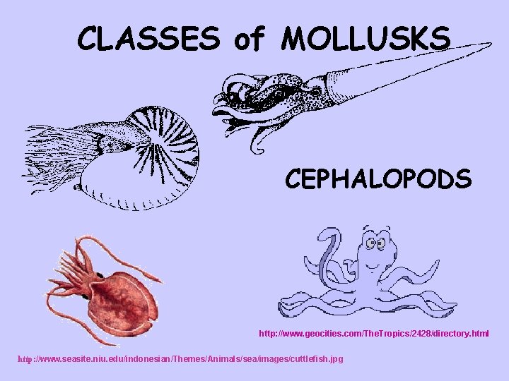 CLASSES of MOLLUSKS CEPHALOPODS http: //www. geocities. com/The. Tropics/2428/directory. html http: //www. seasite. niu.