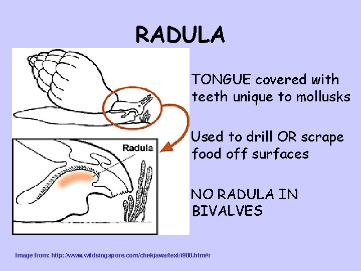 RADULA TONGUE covered with teeth unique to mollusks Used to drill OR scrape food