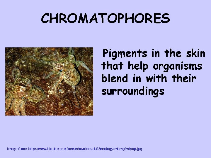 CHROMATOPHORES Pigments in the skin that help organisms blend in with their surroundings Image