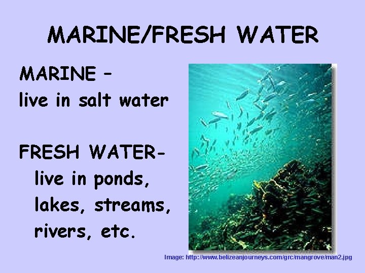 MARINE/FRESH WATER MARINE – live in salt water FRESH WATERlive in ponds, lakes, streams,