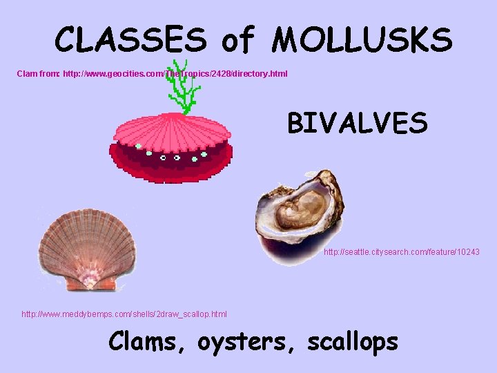 CLASSES of MOLLUSKS Clam from: http: //www. geocities. com/The. Tropics/2428/directory. html BIVALVES http: //seattle.