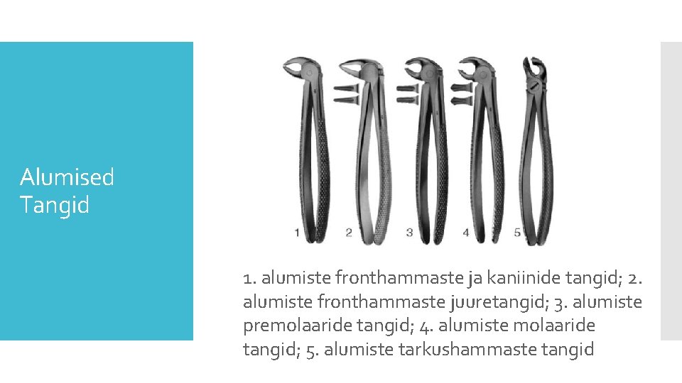 Alumised Tangid 1. alumiste fronthammaste ja kaniinide tangid; 2. alumiste fronthammaste juuretangid; 3. alumiste