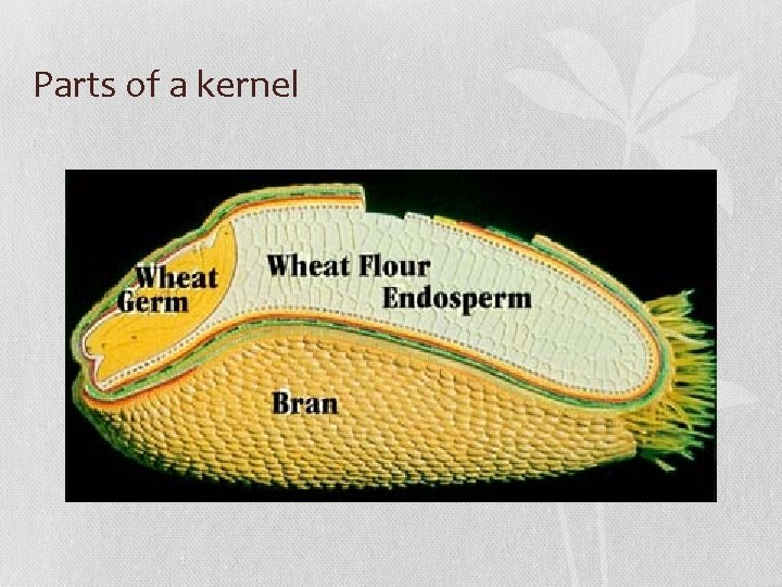 Parts of a kernel 