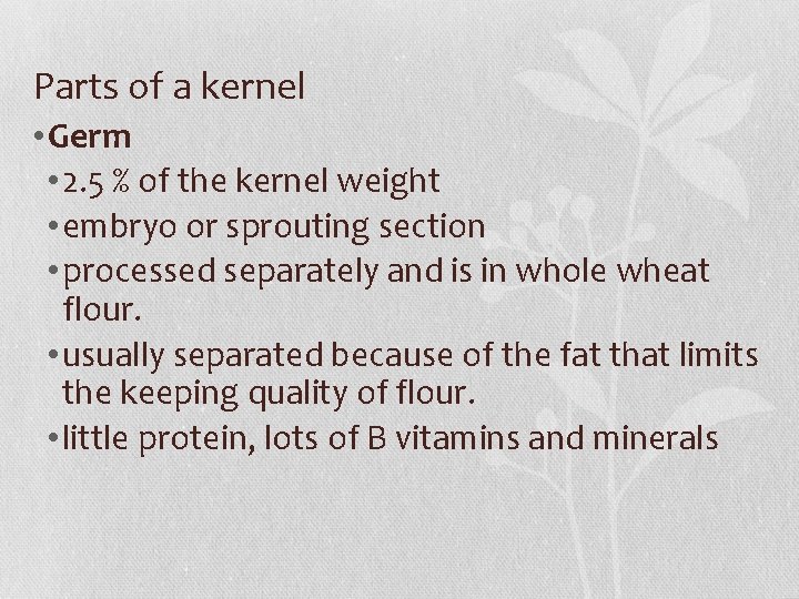 Parts of a kernel • Germ • 2. 5 % of the kernel weight