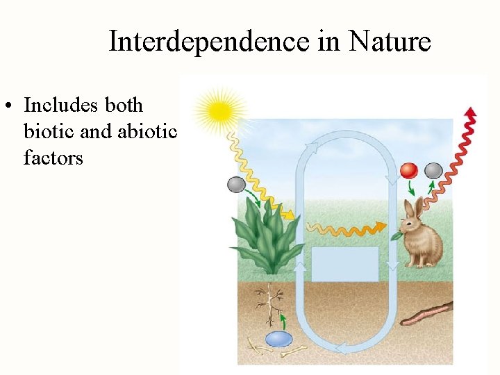 Interdependence in Nature • Includes both biotic and abiotic factors 