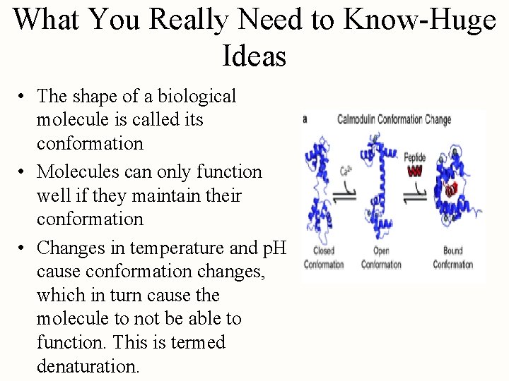What You Really Need to Know-Huge Ideas • The shape of a biological molecule