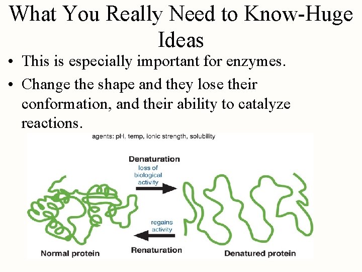 What You Really Need to Know-Huge Ideas • This is especially important for enzymes.