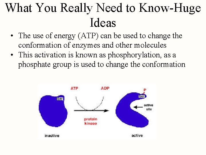 What You Really Need to Know-Huge Ideas • The use of energy (ATP) can