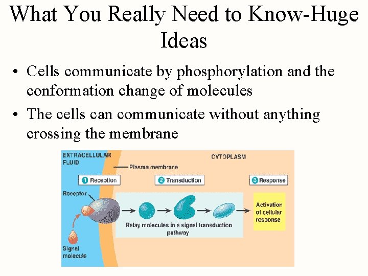 What You Really Need to Know-Huge Ideas • Cells communicate by phosphorylation and the