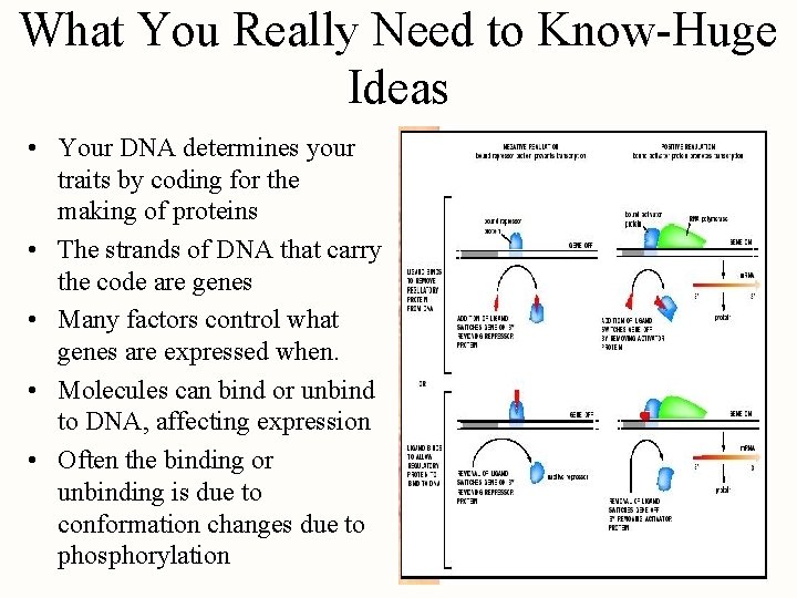 What You Really Need to Know-Huge Ideas • Your DNA determines your traits by