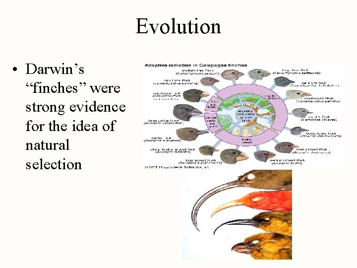 Evolution • Darwin’s “finches” were strong evidence for the idea of natural selection 