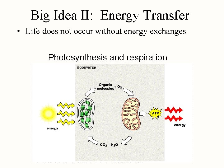 Big Idea II: Energy Transfer • Life does not occur without energy exchanges Photosynthesis