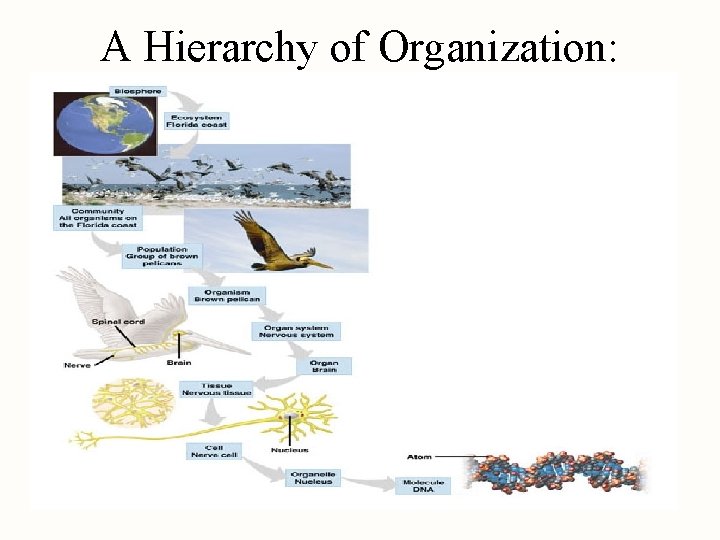 A Hierarchy of Organization: 