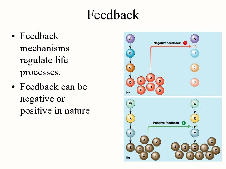 Feedback • Feedback mechanisms regulate life processes. • Feedback can be negative or positive