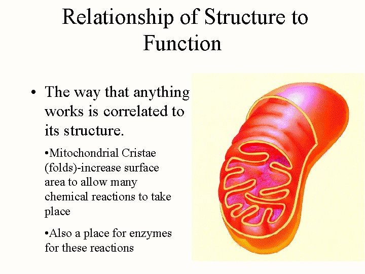 Relationship of Structure to Function • The way that anything works is correlated to