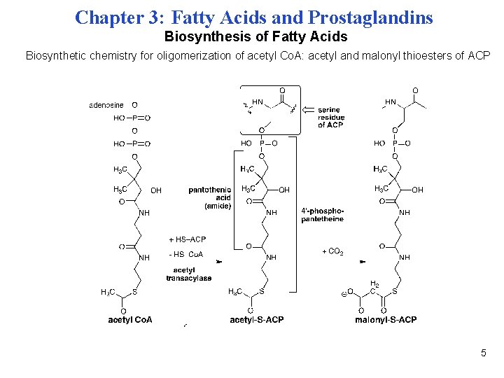 Chapter 3: Fatty Acids and Prostaglandins Biosynthesis of Fatty Acids Biosynthetic chemistry for oligomerization