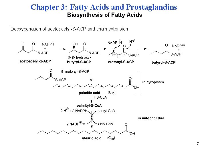 Chapter 3: Fatty Acids and Prostaglandins Biosynthesis of Fatty Acids Deoxygenation of acetoacetyl-S-ACP and