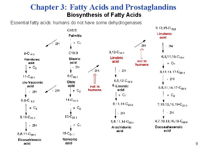 Chapter 3: Fatty Acids and Prostaglandins Biosynthesis of Fatty Acids Essential fatty acids: humans