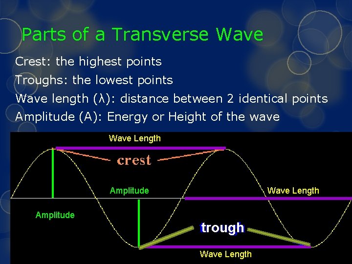 Parts of a Transverse Wave Crest: the highest points Troughs: the lowest points Wave