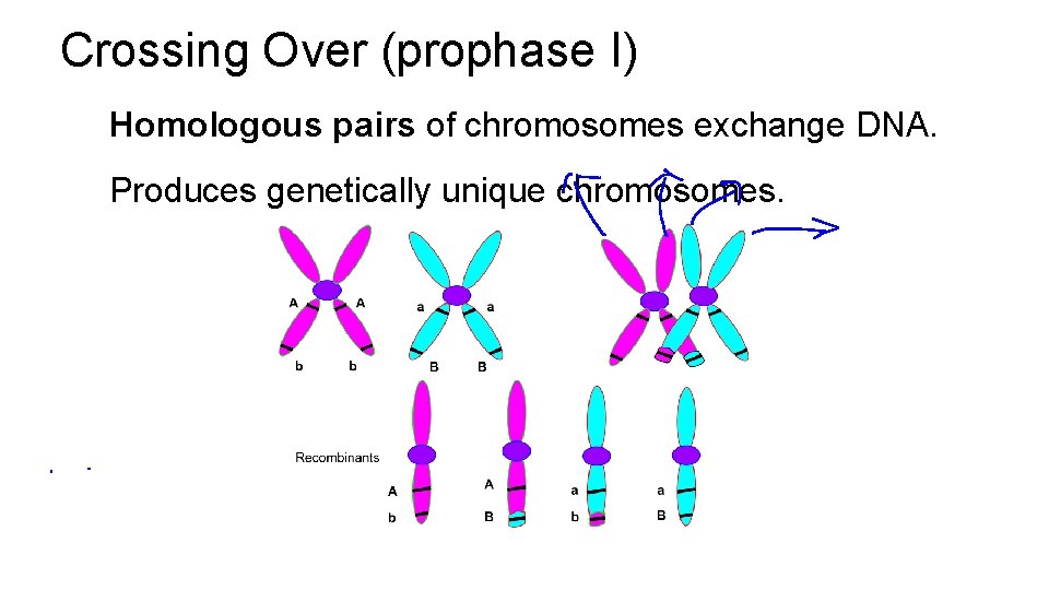 Crossing Over (prophase I) Homologous pairs of chromosomes exchange DNA. Produces genetically unique chromosomes.