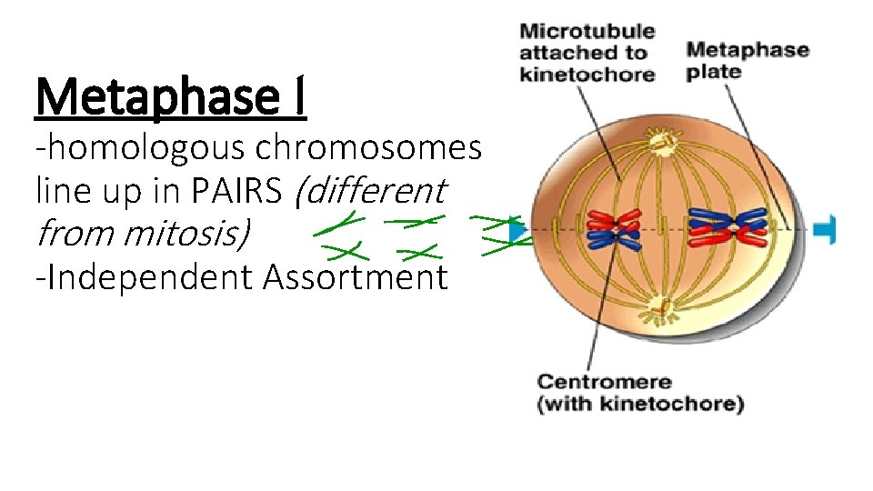 Metaphase I -homologous chromosomes line up in PAIRS (different from mitosis) -Independent Assortment 
