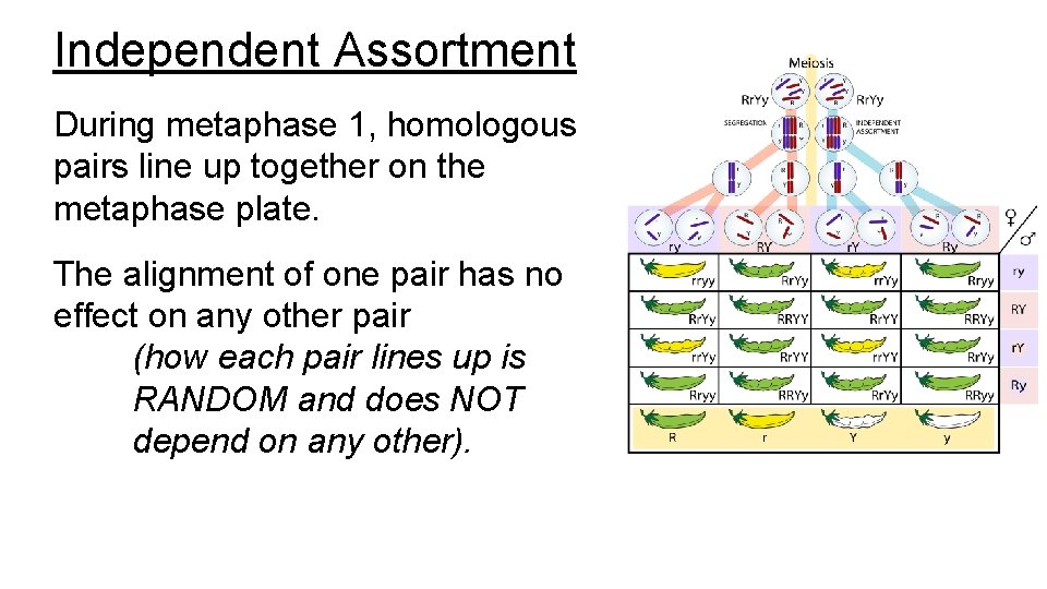 Independent Assortment During metaphase 1, homologous pairs line up together on the metaphase plate.