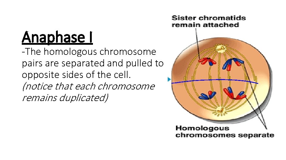 Anaphase I -The homologous chromosome pairs are separated and pulled to opposite sides of