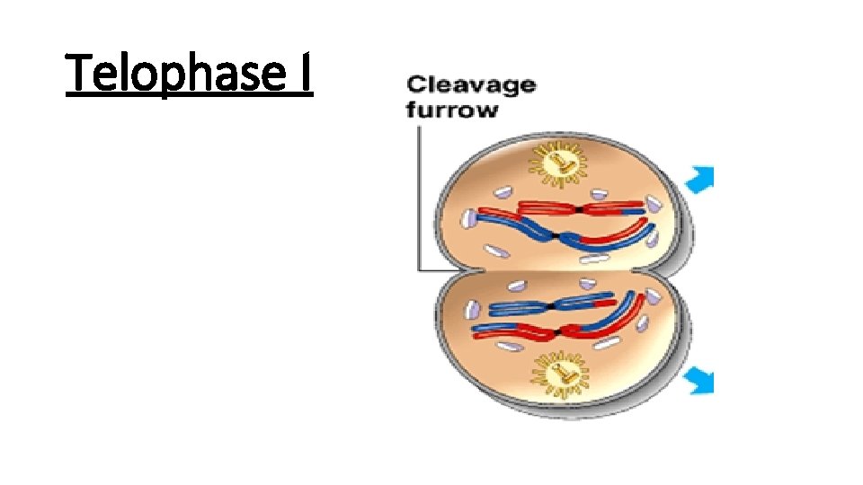 Telophase I 