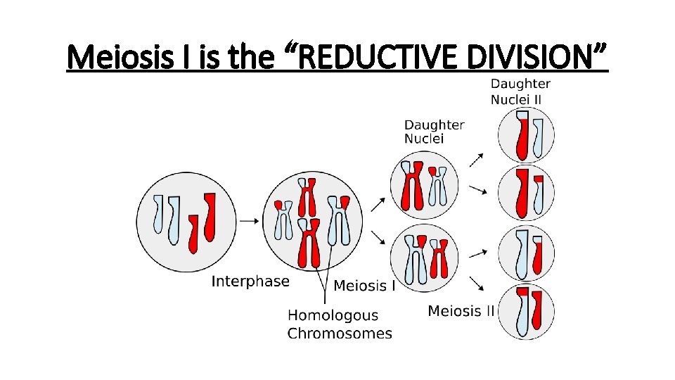 Meiosis I is the “REDUCTIVE DIVISION” 