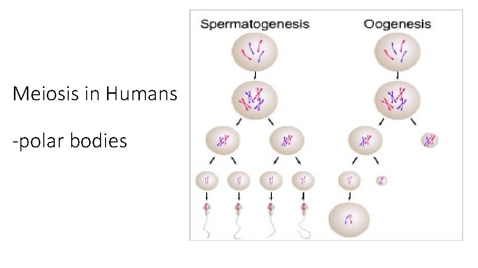 Meiosis in Humans -polar bodies 