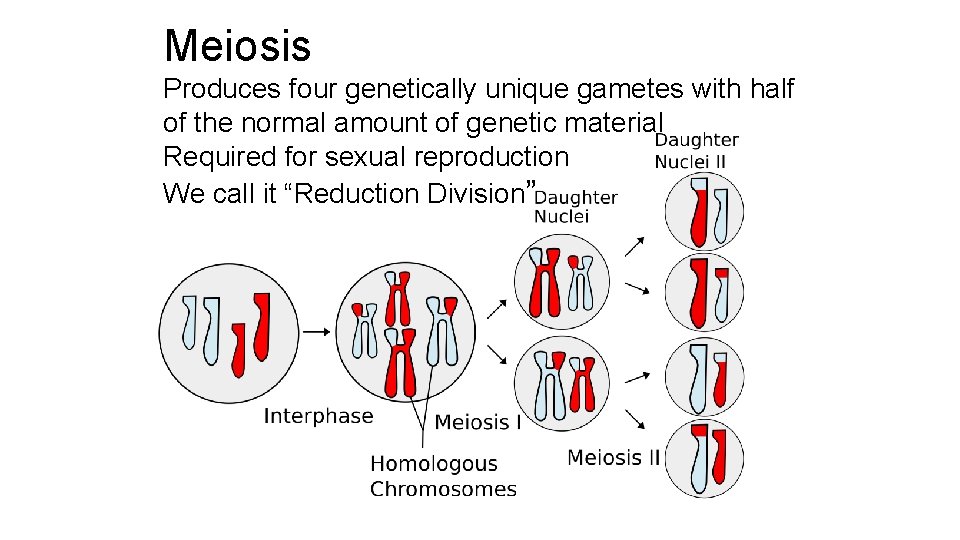 Meiosis Produces four genetically unique gametes with half of the normal amount of genetic