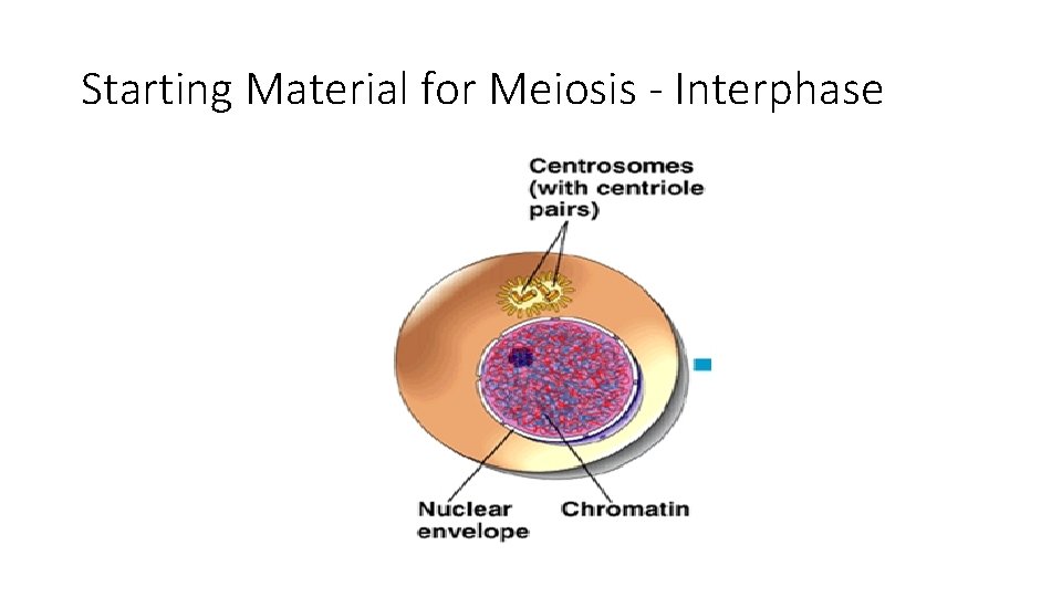 Starting Material for Meiosis - Interphase 