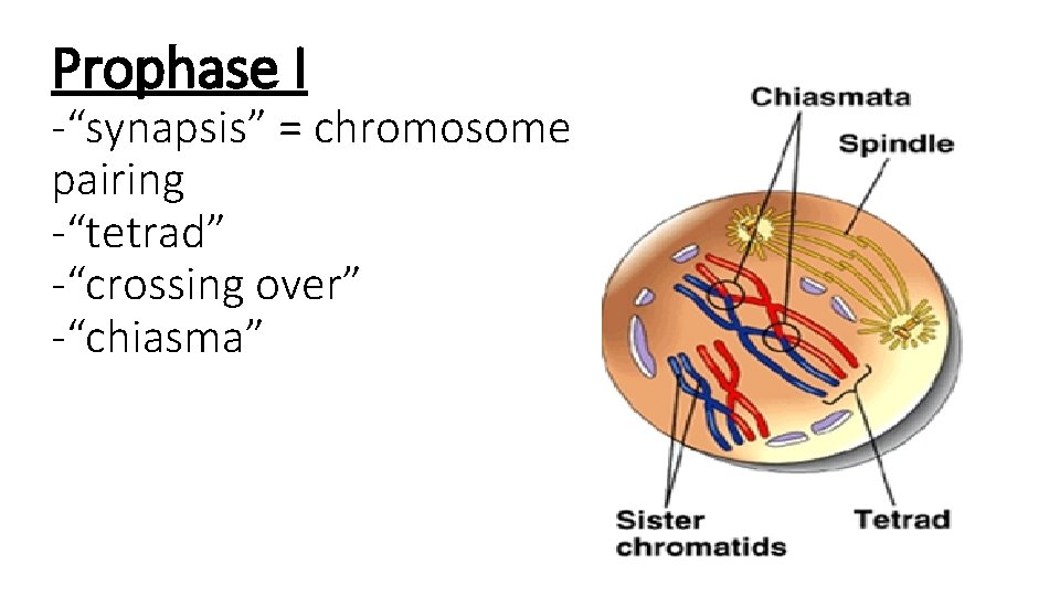 Prophase I -“synapsis” = chromosome pairing -“tetrad” -“crossing over” -“chiasma” 