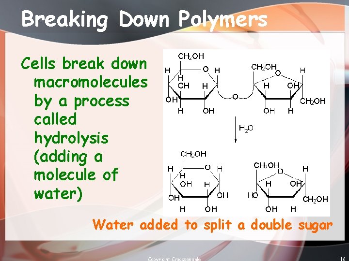 Breaking Down Polymers Cells break down macromolecules by a process called hydrolysis (adding a