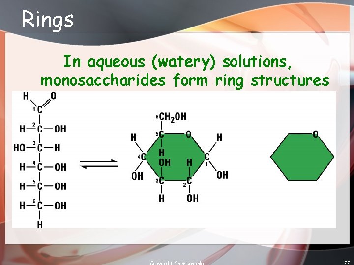 Rings In aqueous (watery) solutions, monosaccharides form ring structures Copyright Cmassengale 22 