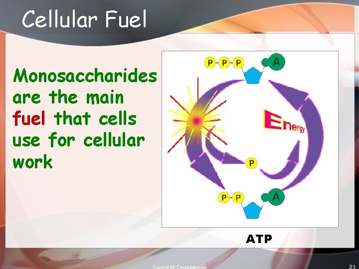 Cellular Fuel Monosaccharides are the main fuel that cells use for cellular work ATP