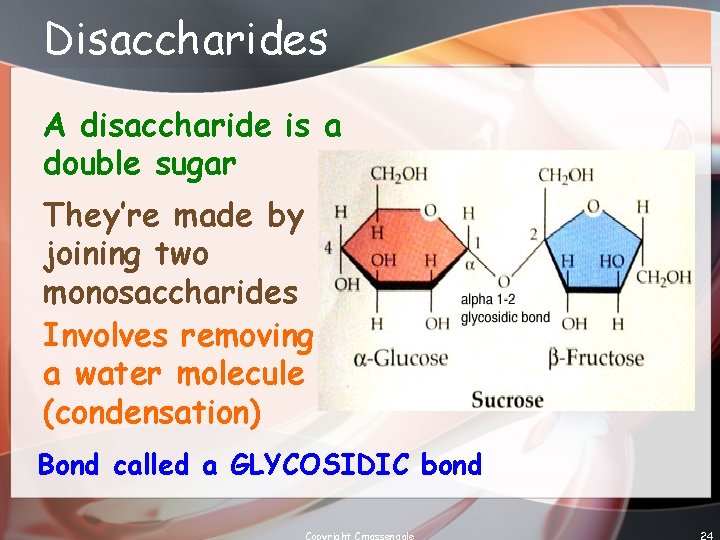Disaccharides A disaccharide is a double sugar They’re made by joining two monosaccharides Involves