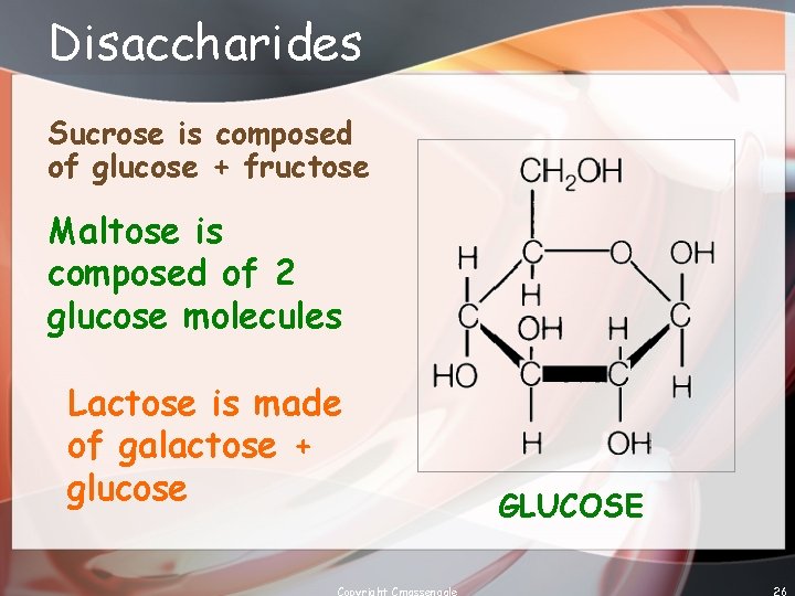 Disaccharides Sucrose is composed of glucose + fructose Maltose is composed of 2 glucose
