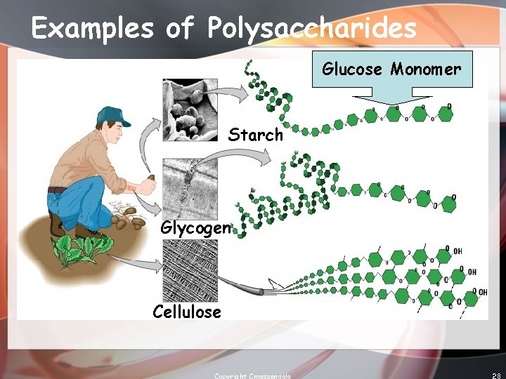 Examples of Polysaccharides Glucose Monomer Starch Glycogen Cellulose Copyright Cmassengale 28 